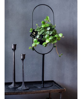 Ayaklı Saksıda Peperomia 55 cm
